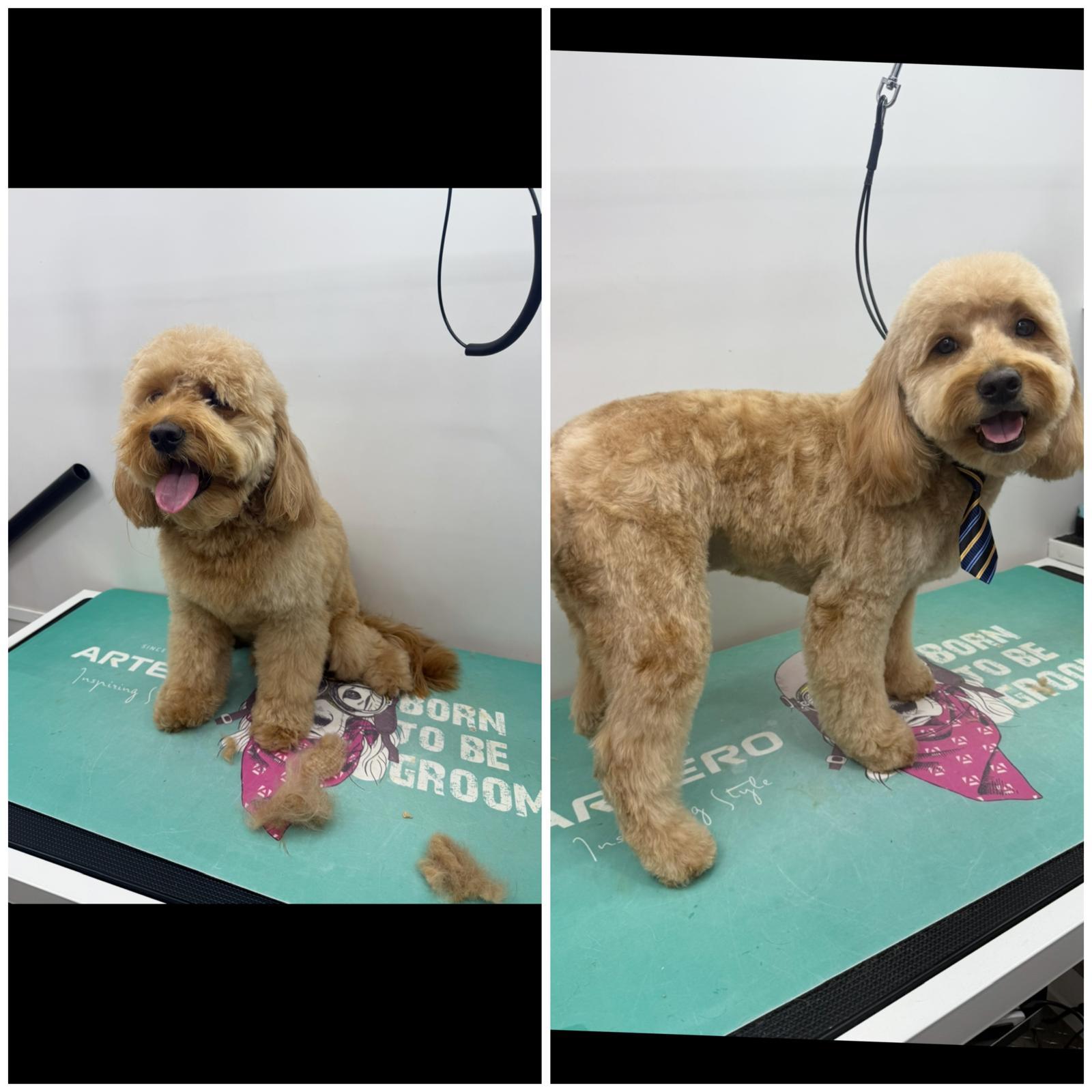 Backstage Pet Grooming client star 14