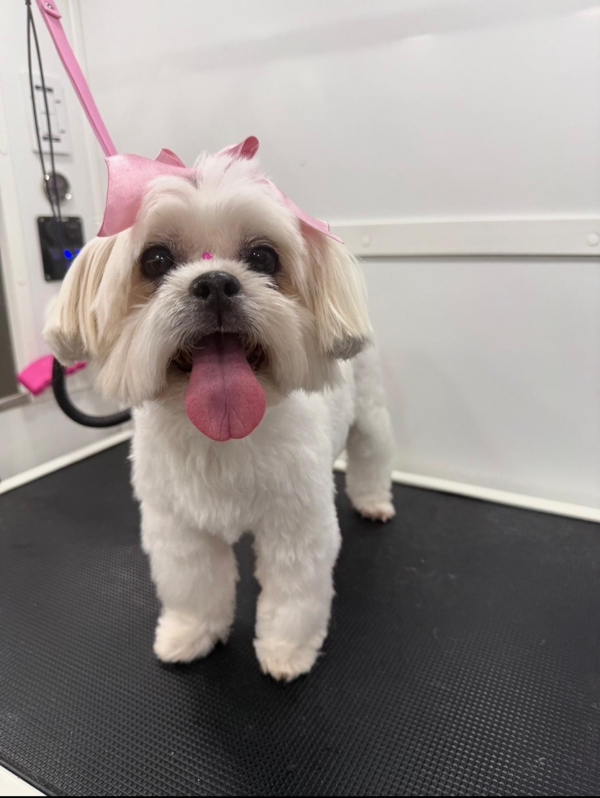 Backstage Pet Grooming client star 18