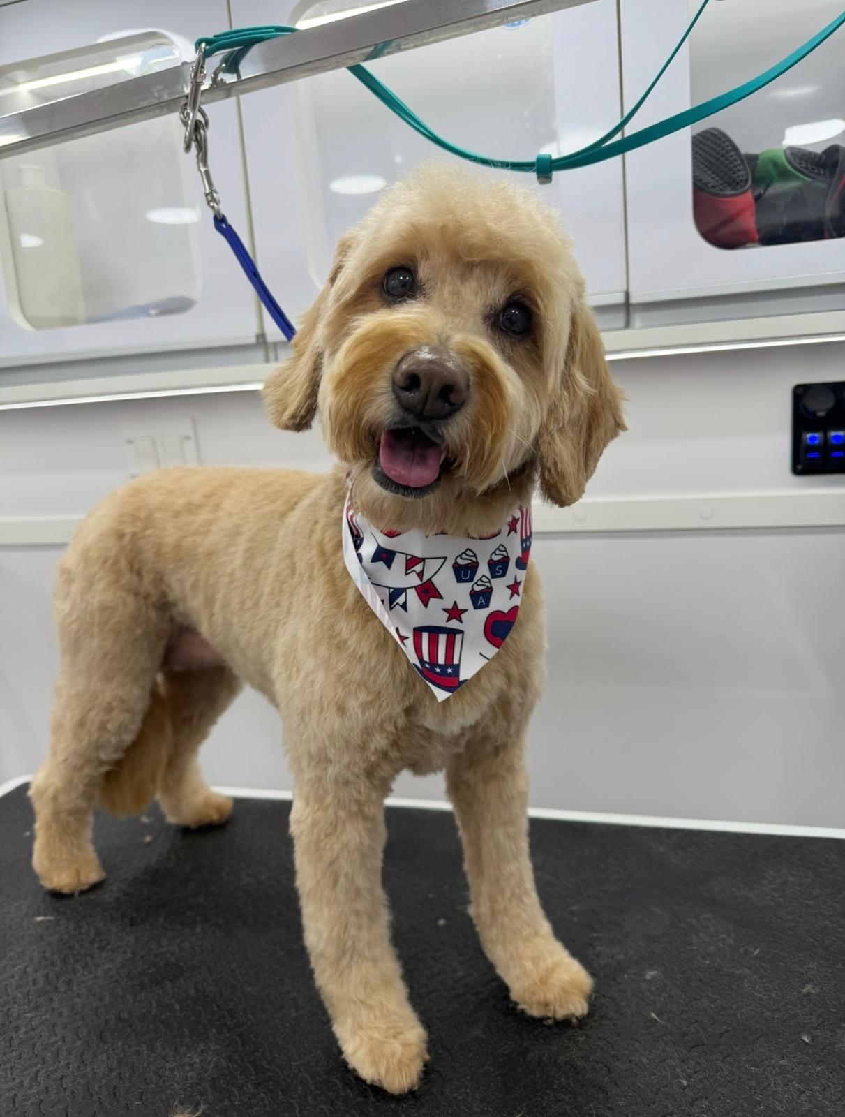 Backstage Pet Grooming client star 17