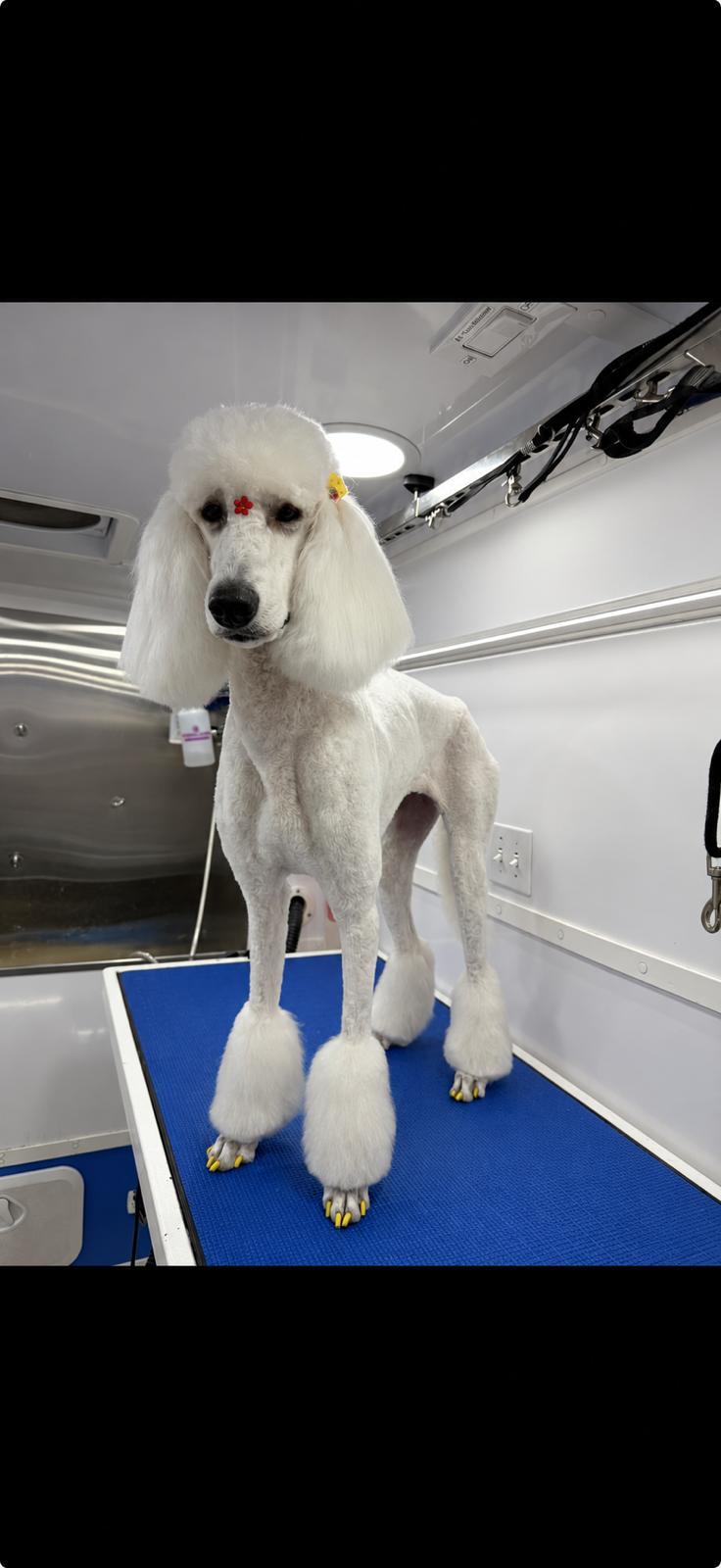 Backstage Pet Grooming client star 15
