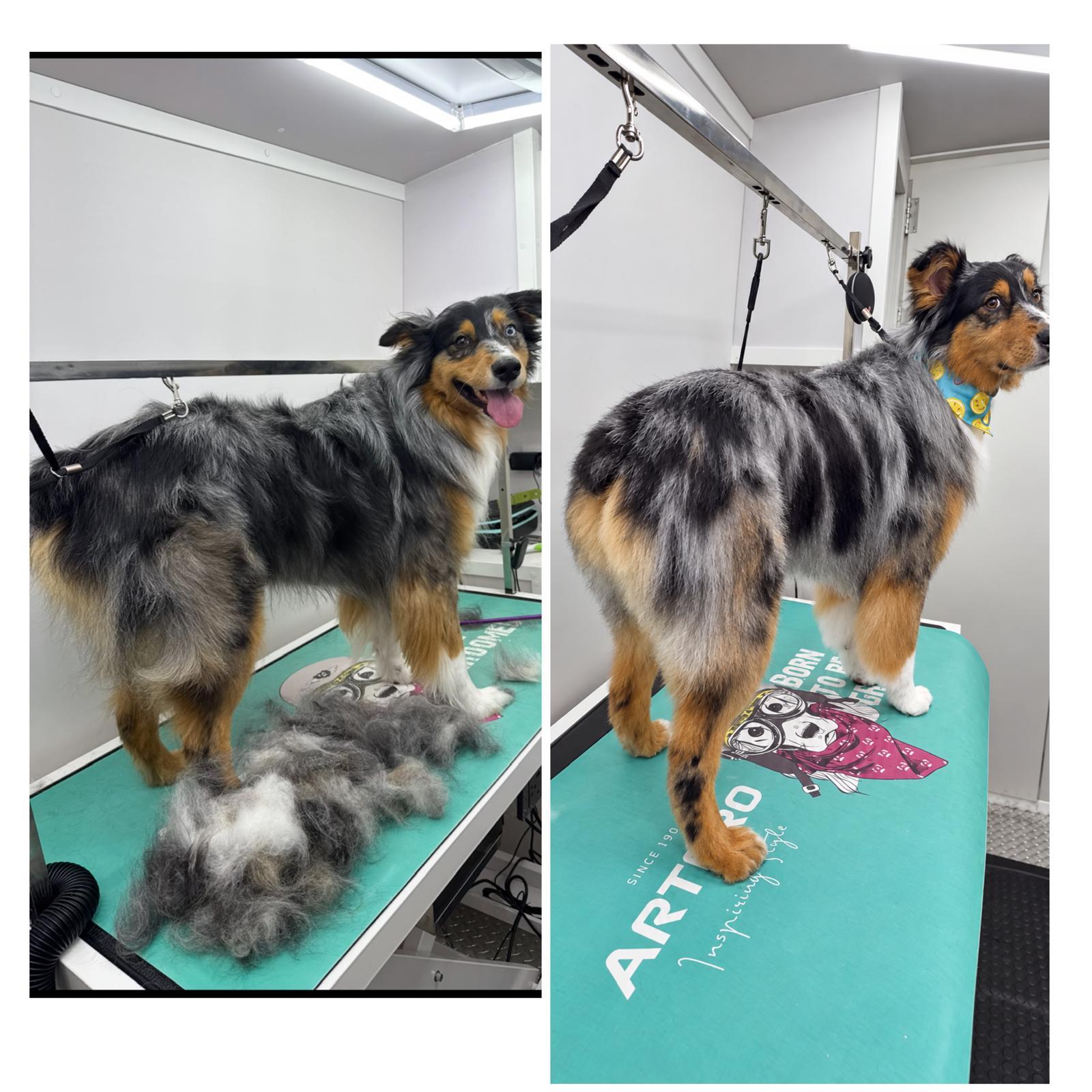 Backstage Pet Grooming client star 12