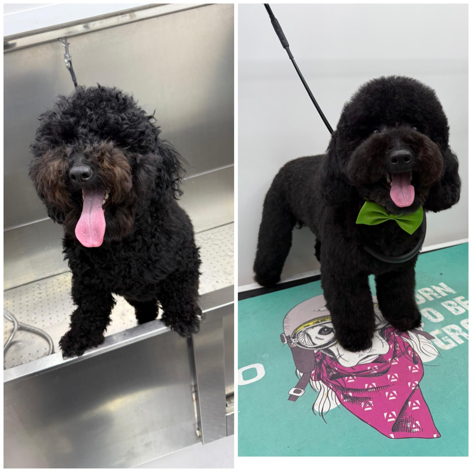 Backstage Pet Grooming client star 10