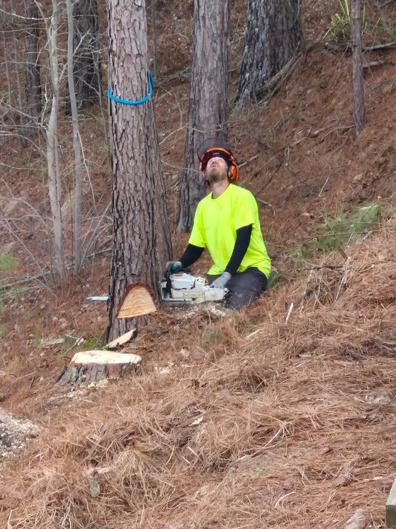 Crew member making a cut at the base of a pine on a slope
