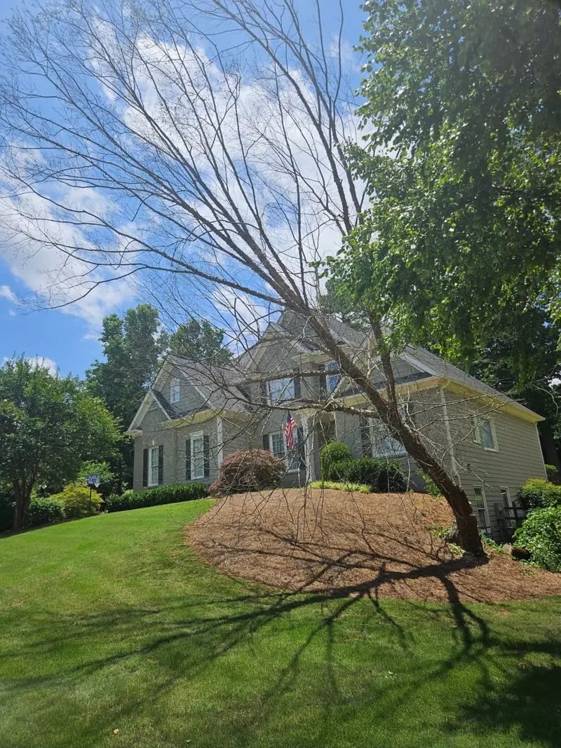 Dead tree leaning over a pine-straw bed in front of a home