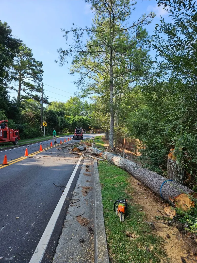 Roadside removal with traffic cones out and a felled trunk along the shoulder