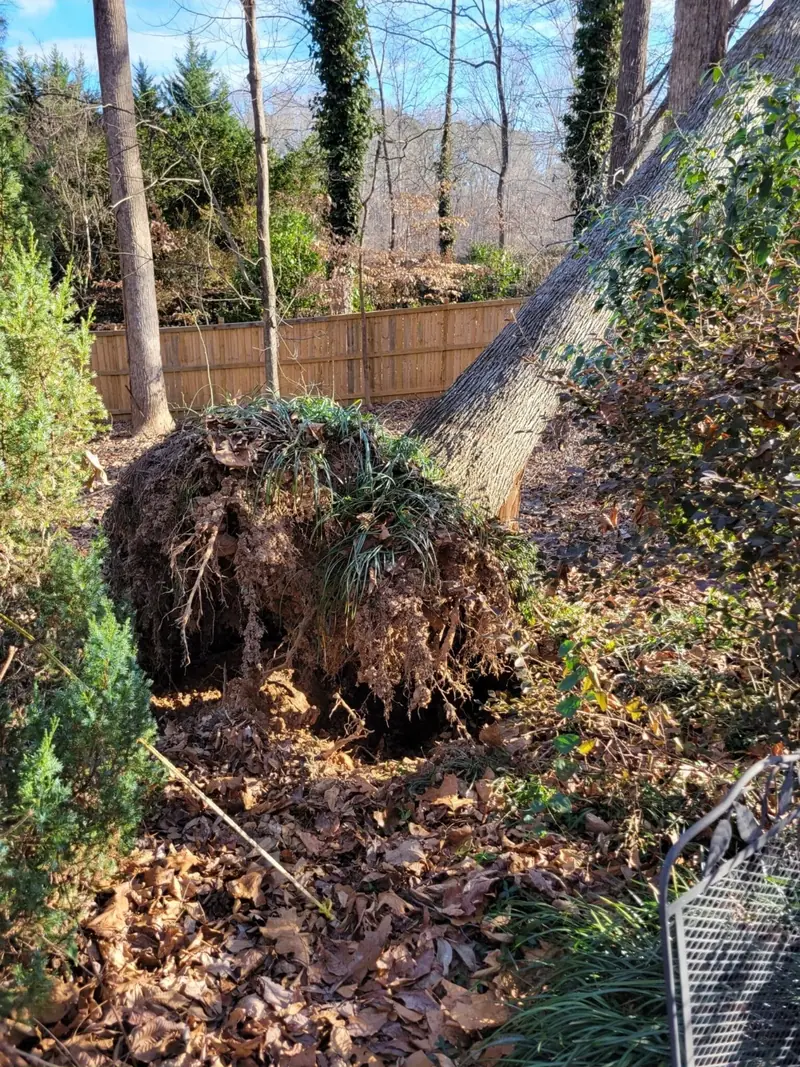 Uprooted tree with its root ball pulled out of the ground in a back yard