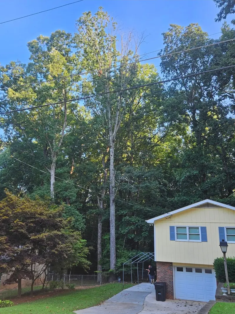 Before: tall trees, including a dead trunk, behind a yellow home