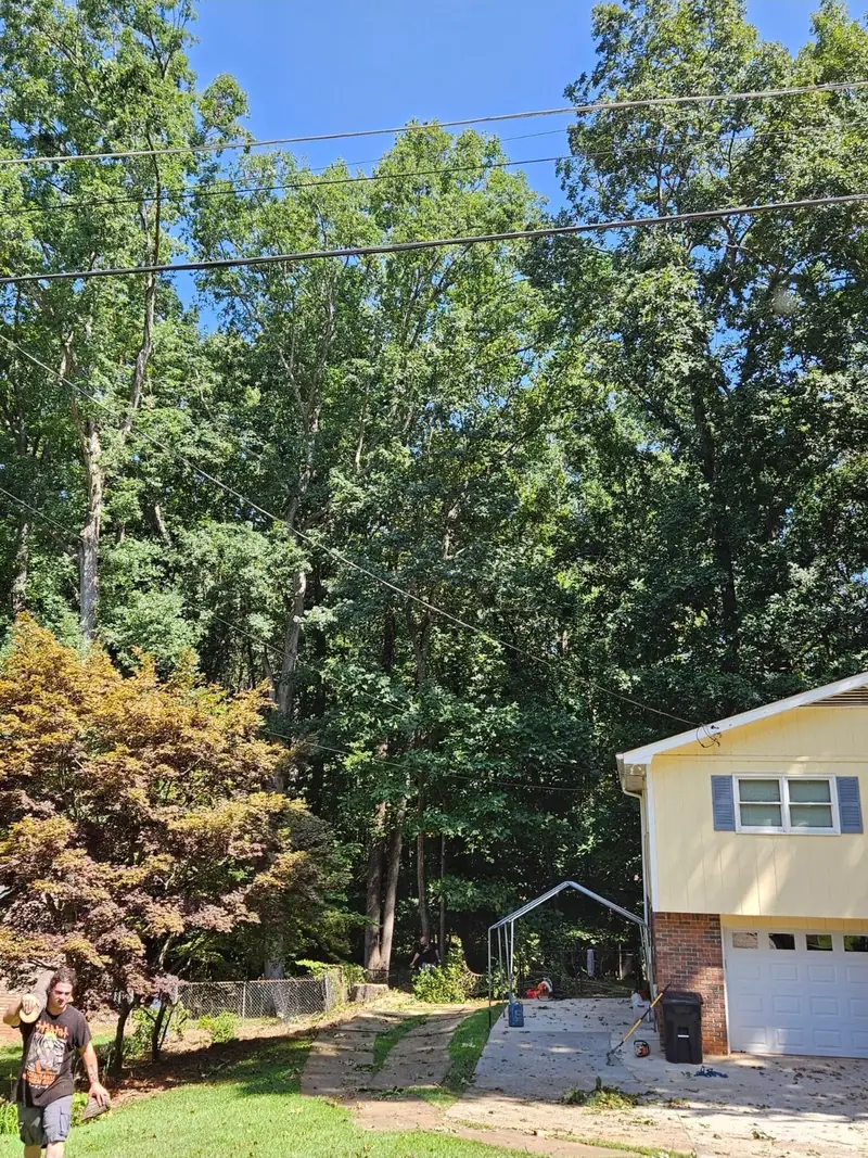 After: the same yard with the dead trunk gone and the driveway cleared