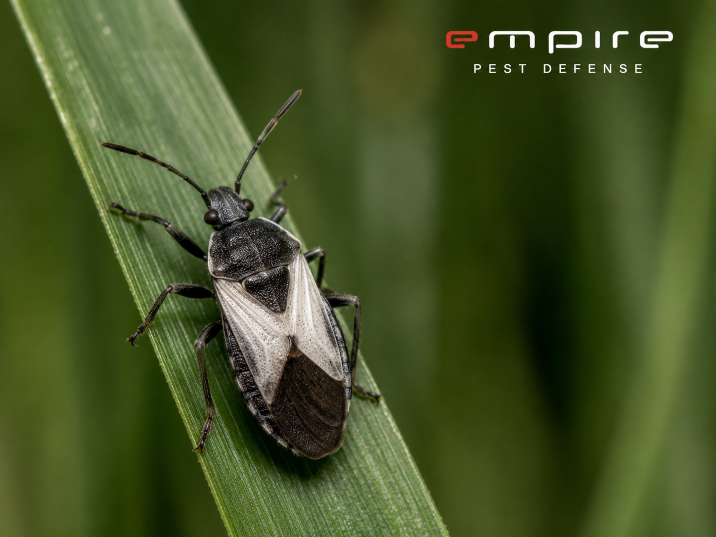 Chinch Bugs — Empire Pest Defense