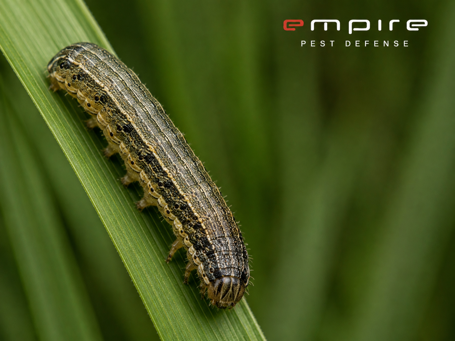 Lawn Armyworm — Empire Pest Defense