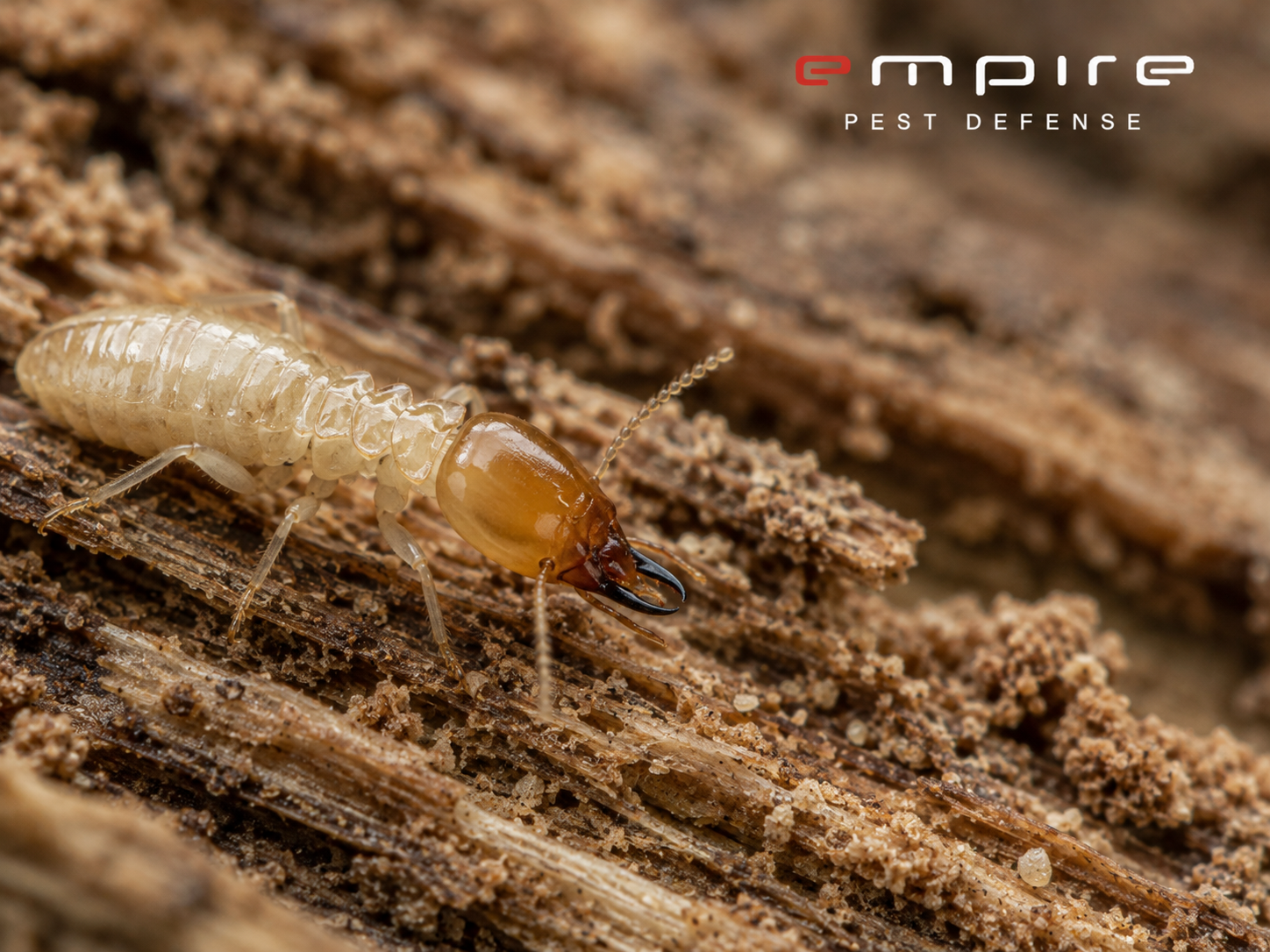 Subterranean termites — Empire Pest Defense