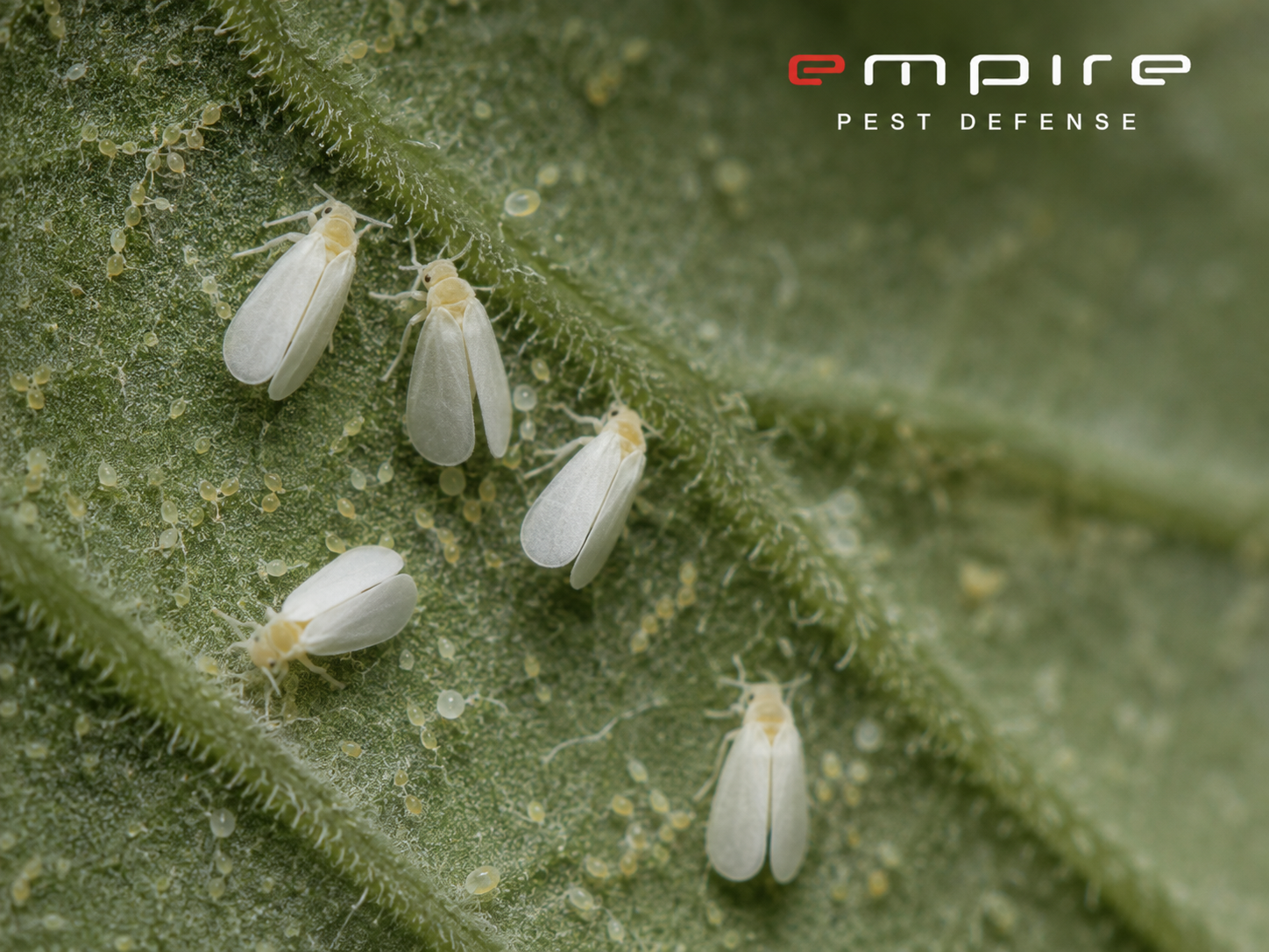Whitefly — Empire Pest Defense
