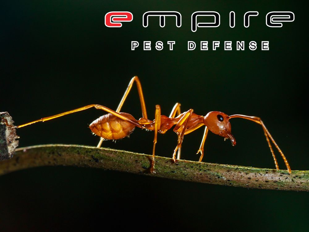 Ants — Empire Pest Defense