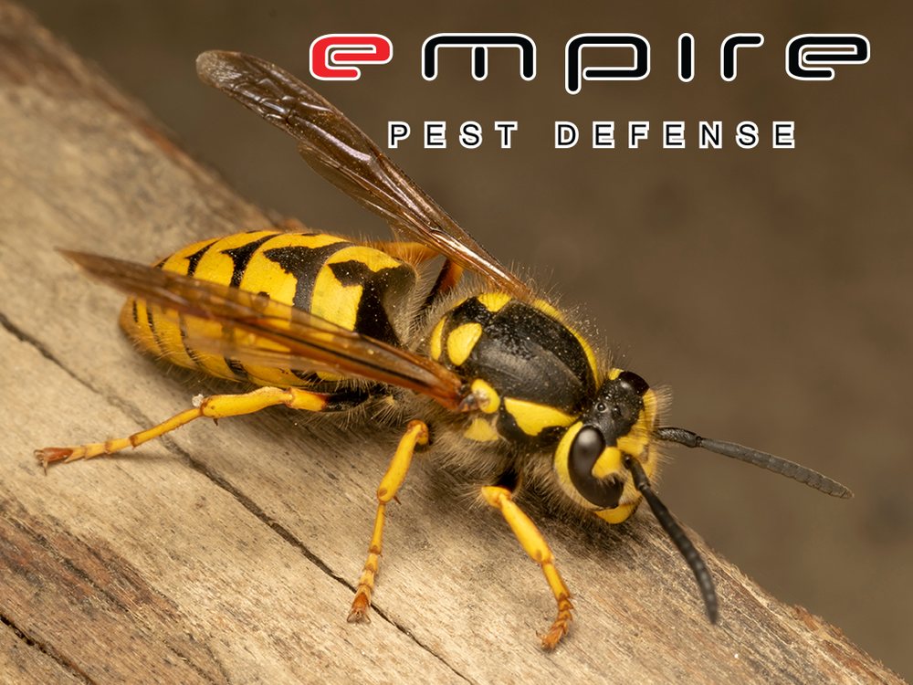 Wasps — Empire Pest Defense