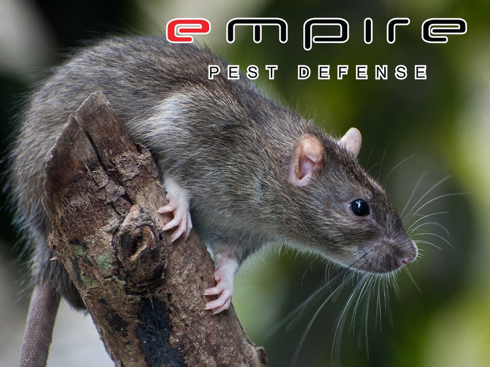 Rats — Empire Pest Defense