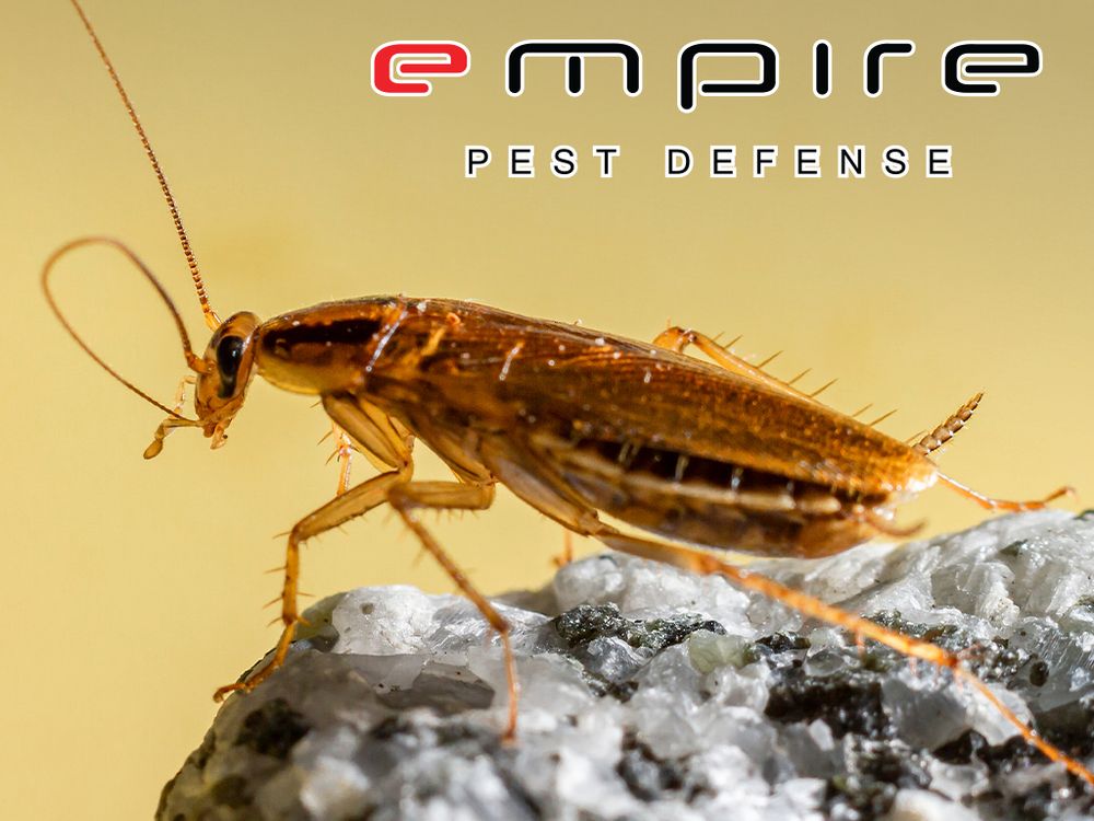 American cockroach — Empire Pest Defense