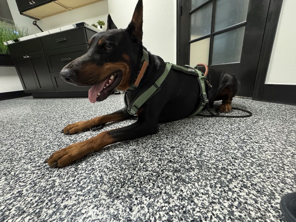 Doberman patient at Arivia's Animal House