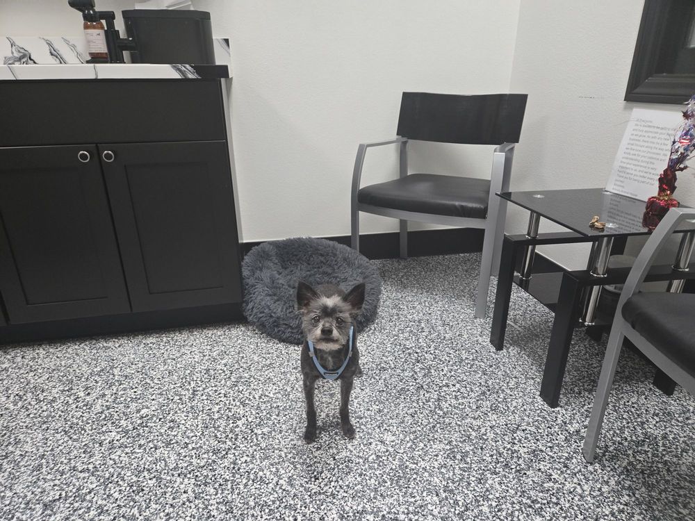 Small dog patient at Arivia's Animal House