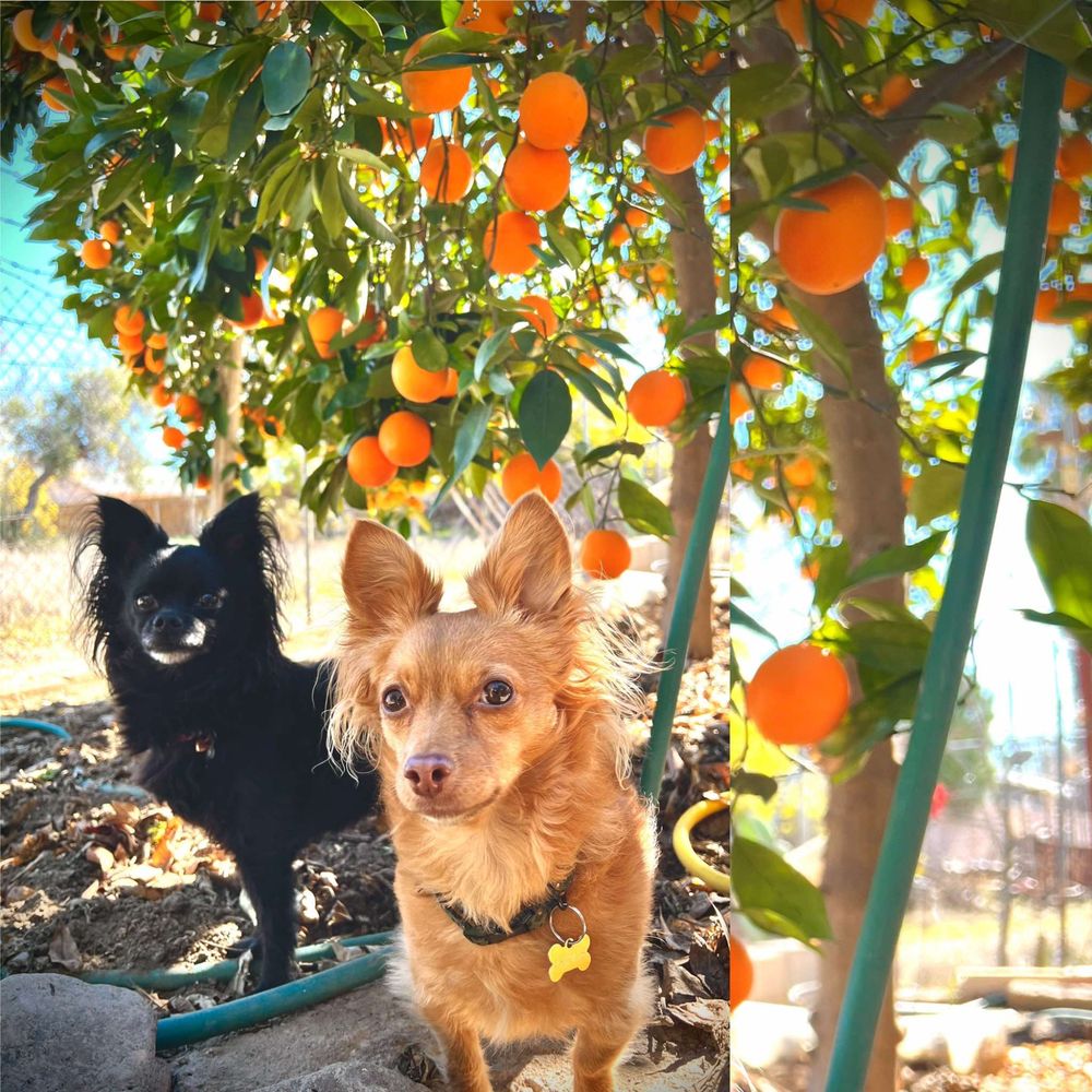 Two dogs resting under an orange tree at Arivia's Animal House
