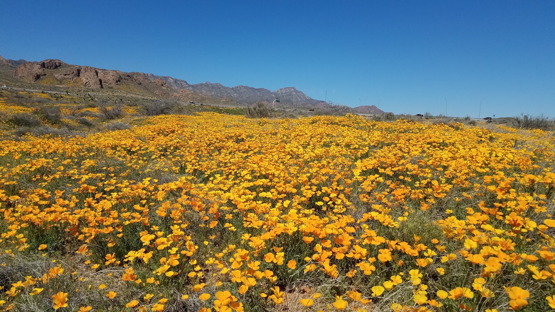 Texas poppy field in bloom near El Paso