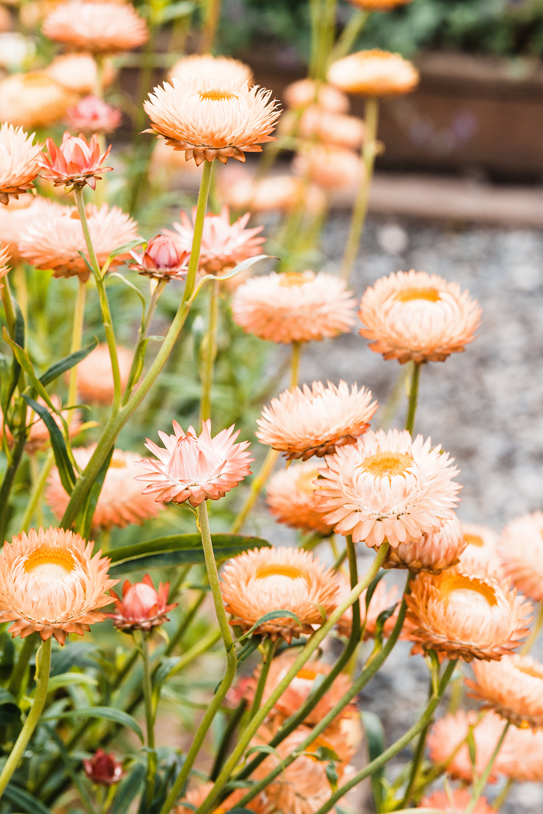 Wildflowers blooming in spring