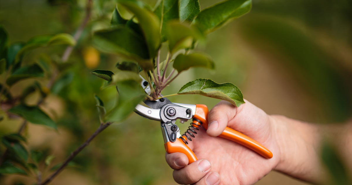 Hand using secateurs to prune a leafy shrub in an established garden Hand using secateurs to prune a leafy shrub in an established garden