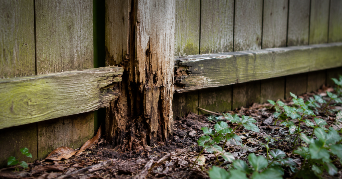Rotten wooden fence post with decay at ground level showing signs the fence needs replacing