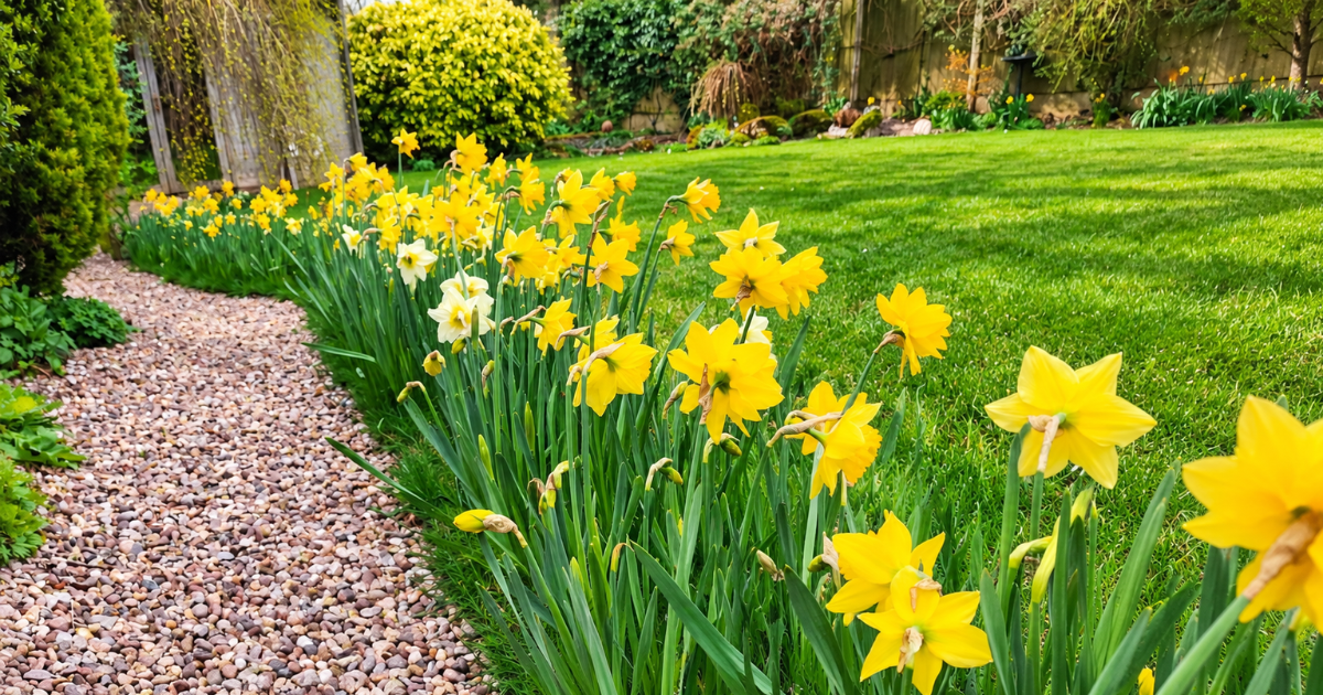 Daffodils flowering beside a lawn and gravel path in a mature spring garden. Daffodils flowering beside a lawn and gravel path in a mature spring garden.