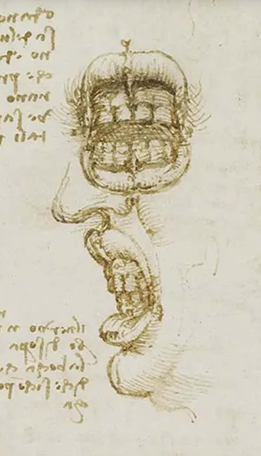 sketchbook. studies from Leonardo da Vinci sketchbook. studies from Leonardo da Vinci