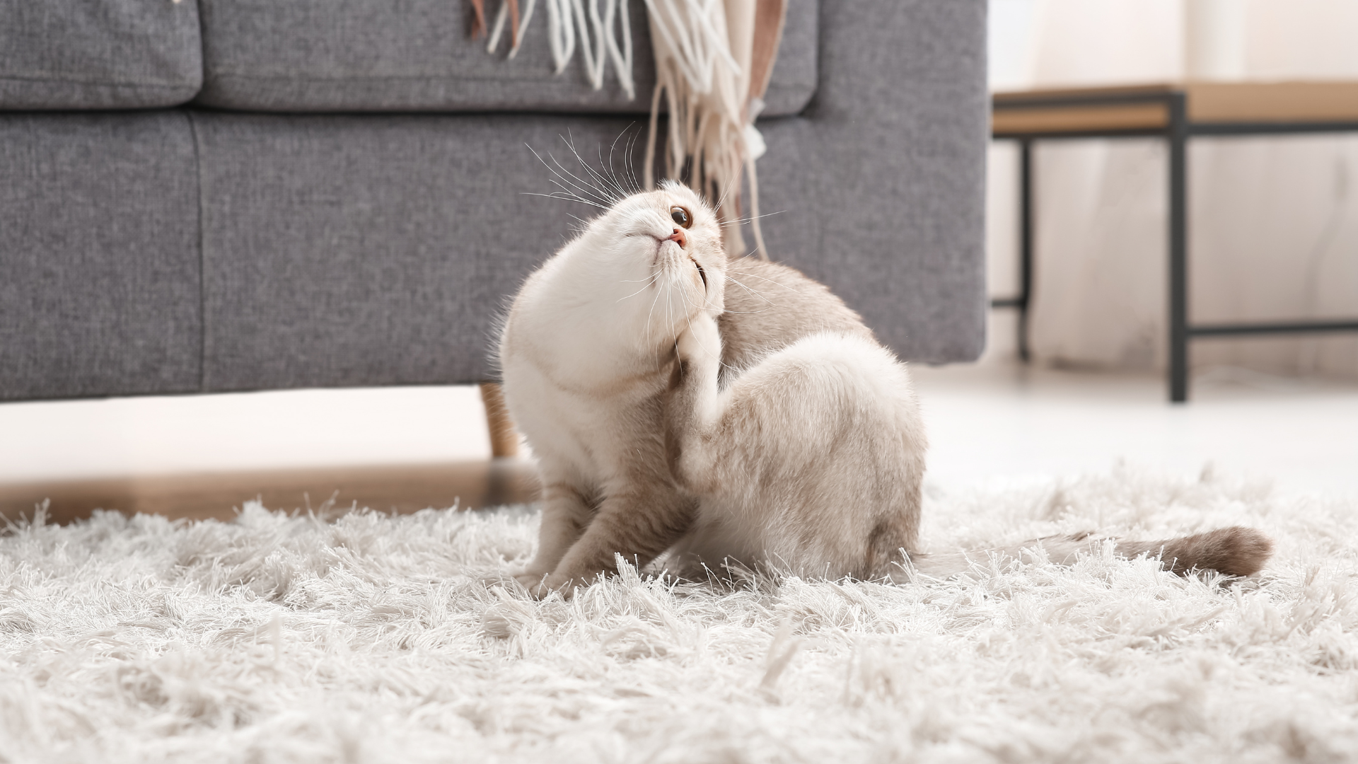 Flea Treatment