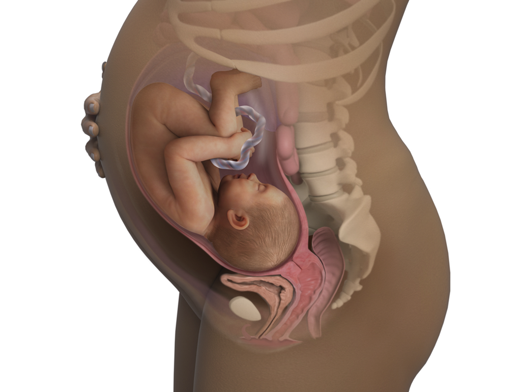 Pregnancy
