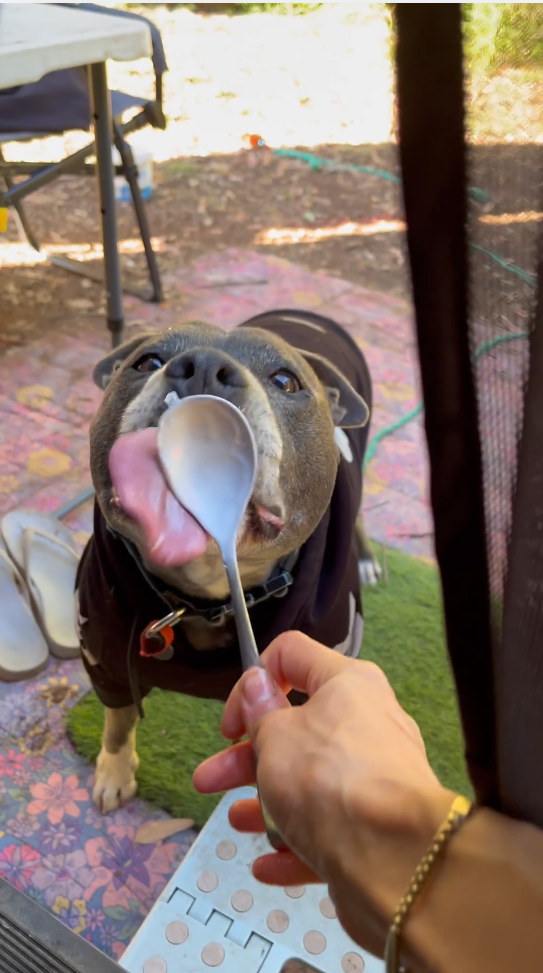 Pet Sitter and Dog