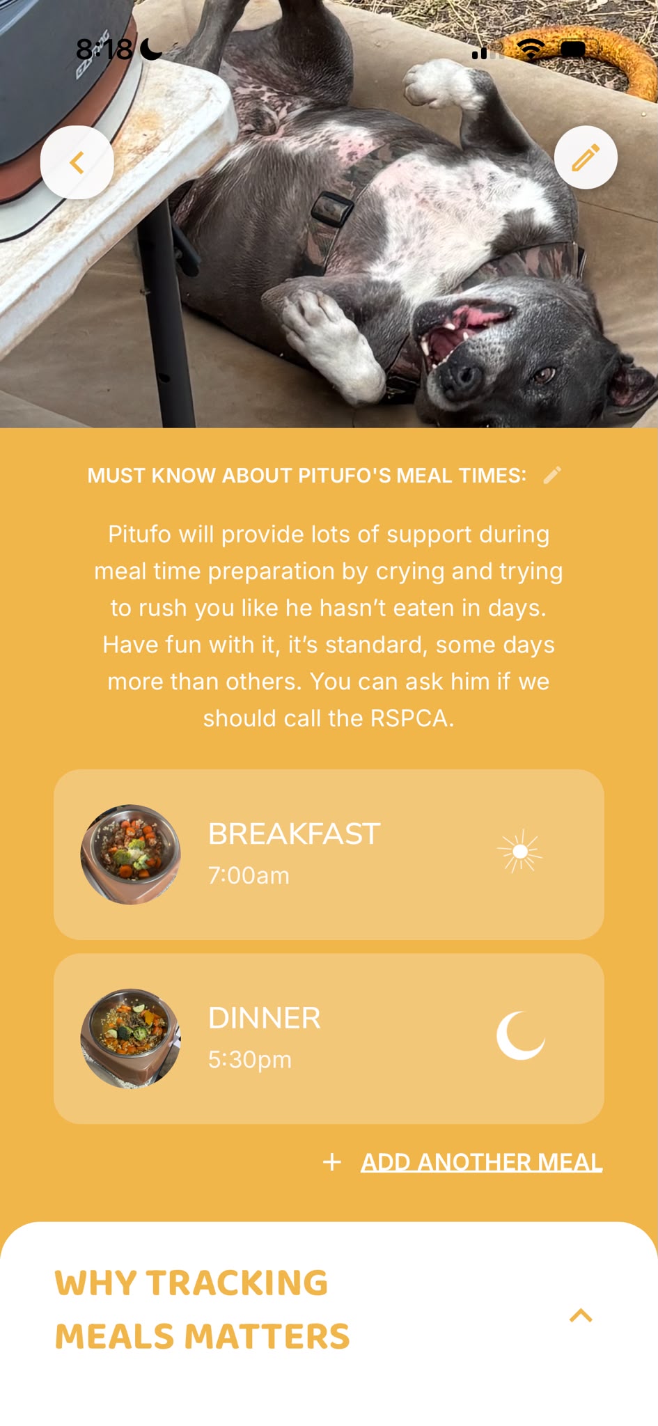 Pitufo’s meal times in The Paws We Love app: his must knows, breakfast and dinner