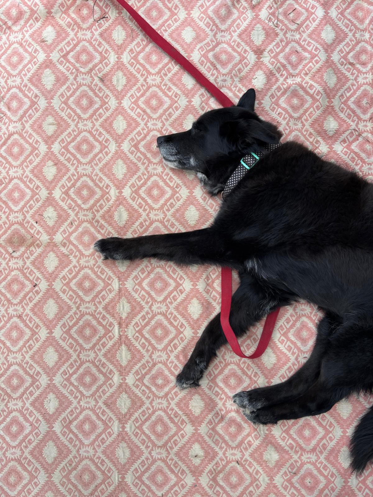 Gypsy settled at home on her rug