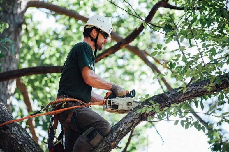Hazardous tree removal Montgomery
