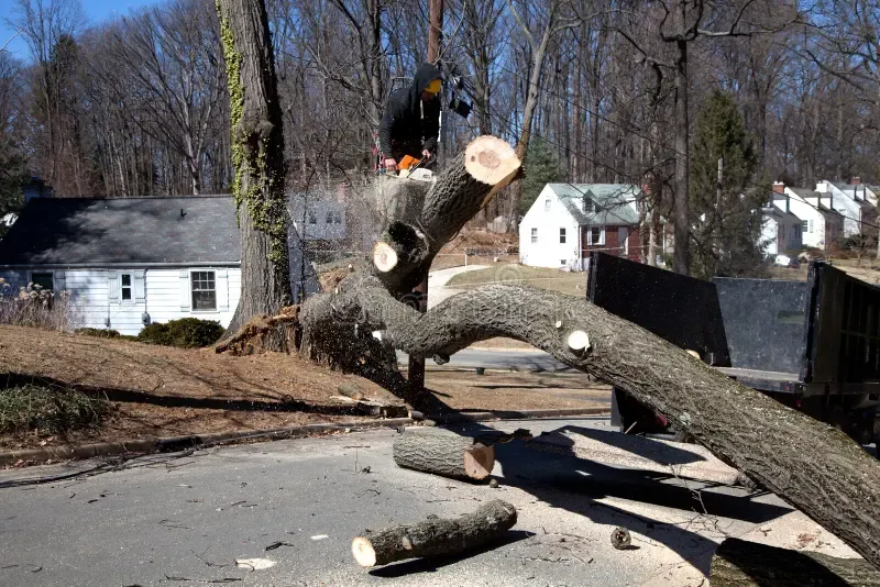 Fallen tree removal service