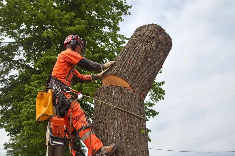 Residential tree removal Montgomery IL