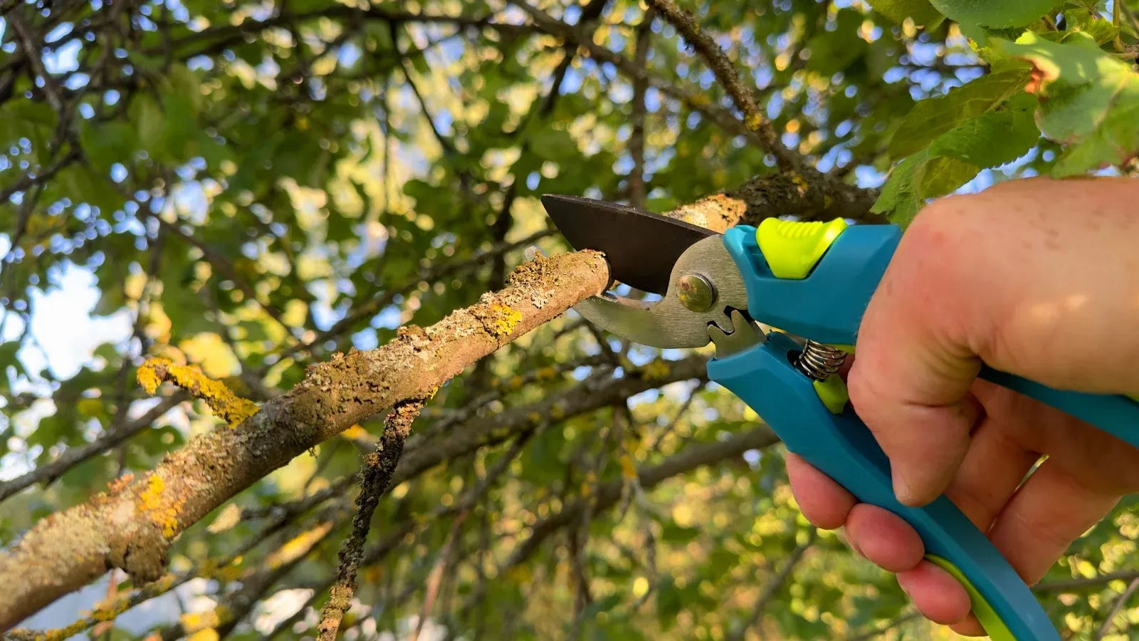 Damaged Limb Pruning Montgomery
