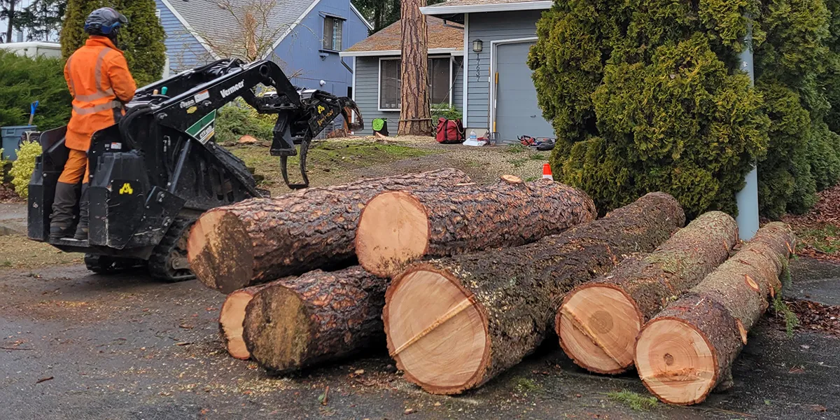 Dead Branch Pruning in Montgomery IL