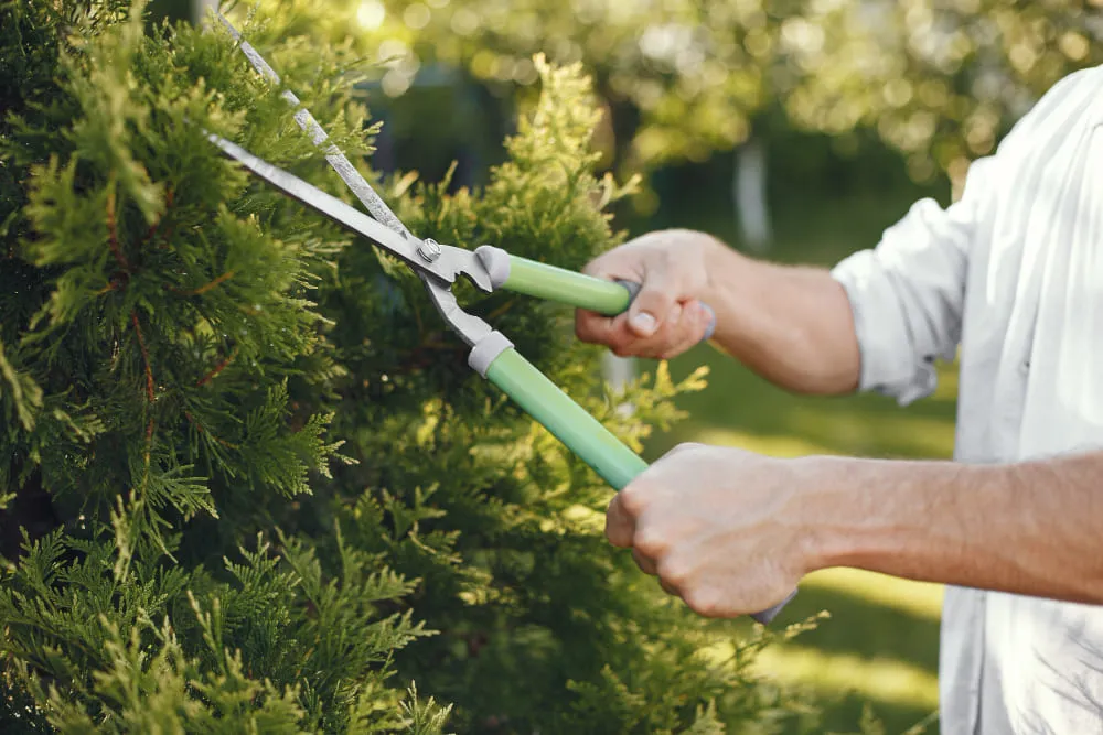 Commercial Tree Pruning Montgomery IL