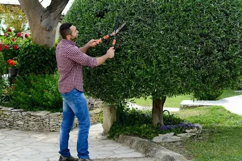 Corrective Pruning Montgomery IL