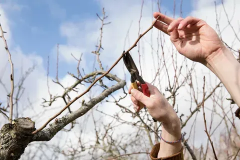 Mature Tree Pruning Montgomery