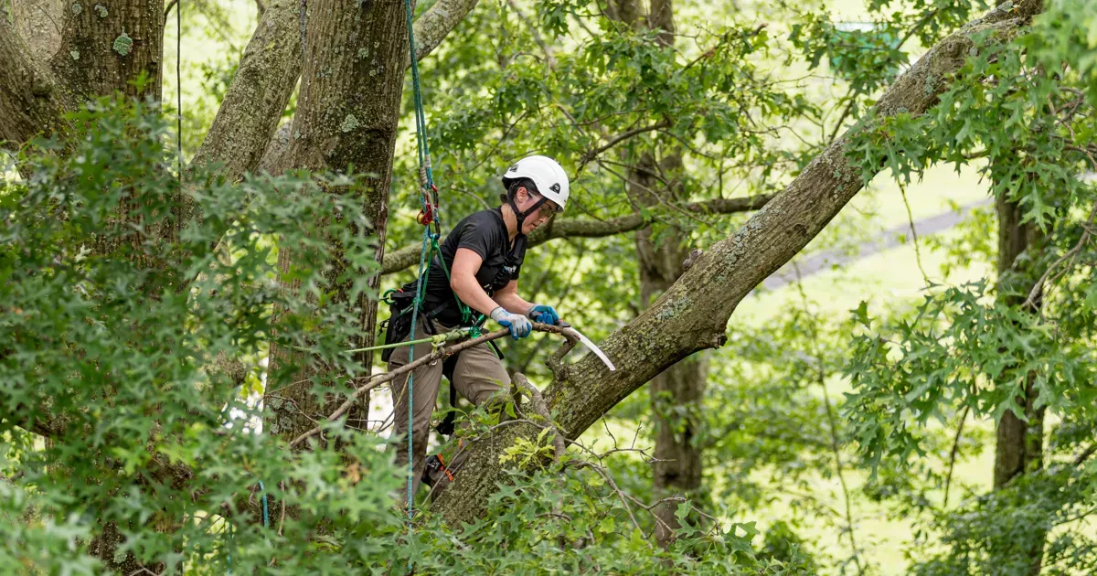 Structural Pruning Montgomery