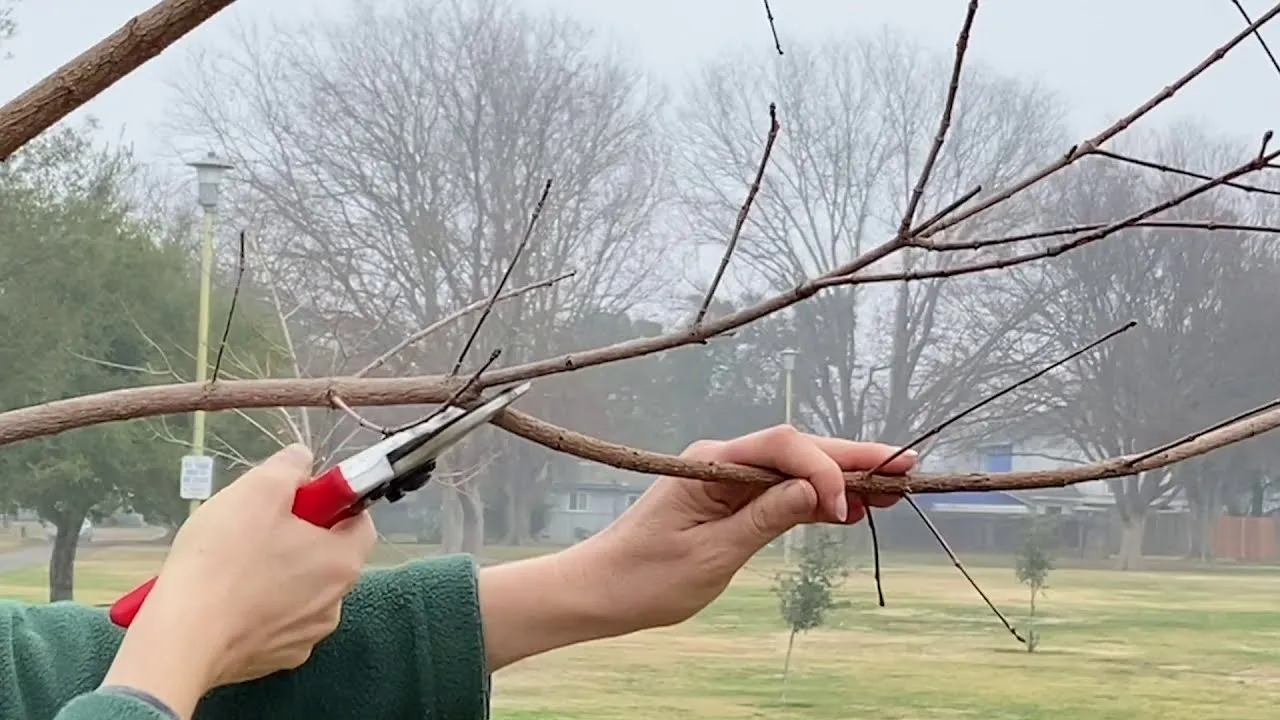 Young Tree Pruning Montgomery IL