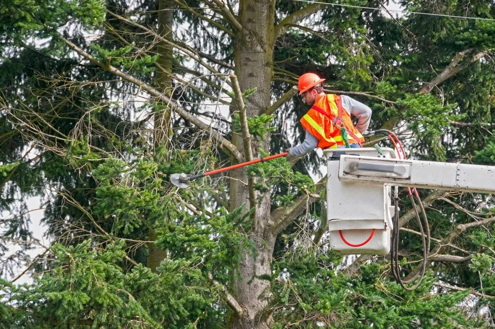 Commercial Tree Trimming Montgomery IL