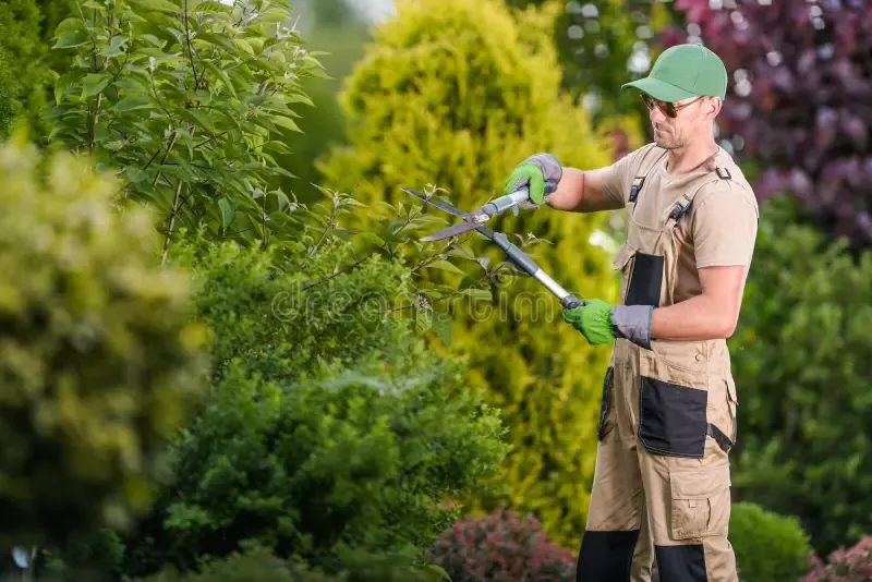 Overgrown Tree Trimming in Montgomery IL