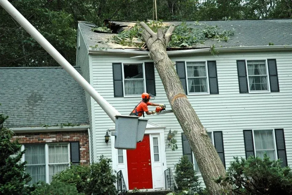Hanging Limb Removal Montgomery IL