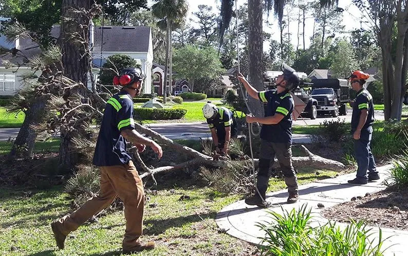 Emergency Tree Cleanup Montgomery IL