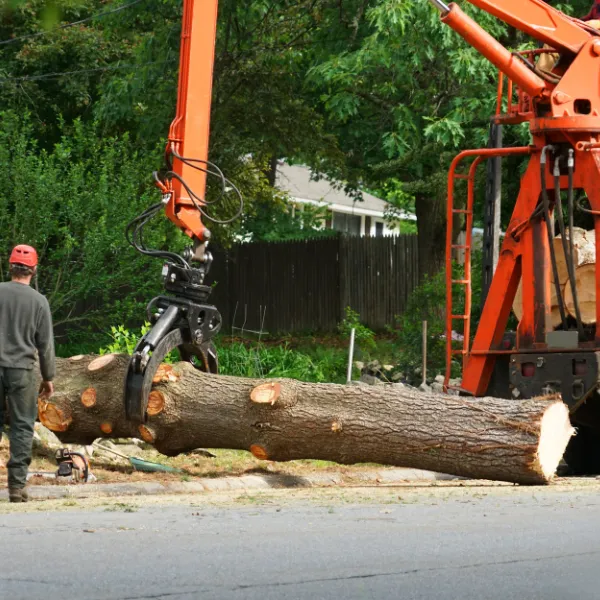 Downed Tree Removal Montgomery