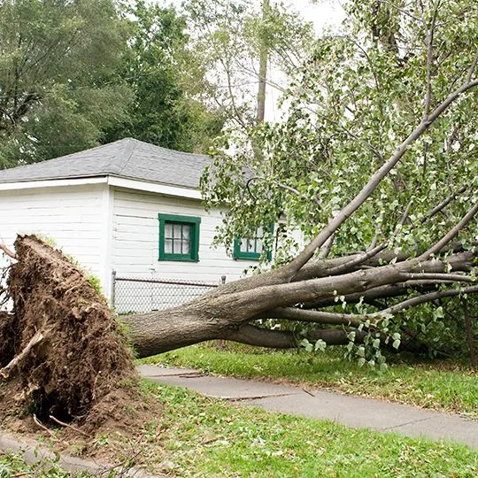 Broken Branch Removal Montgomery IL